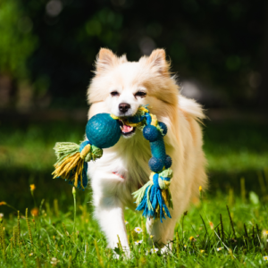 Dog with a toy