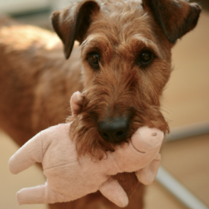 Dog with a toy