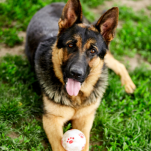 Dog with a toy