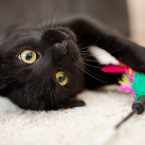 Cat with a toy