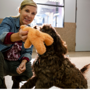 Dog with a toy